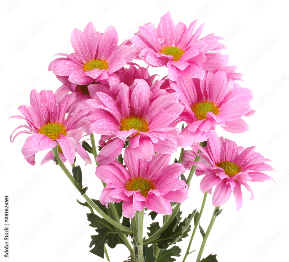 beautiful chrysanthemum isolated on white