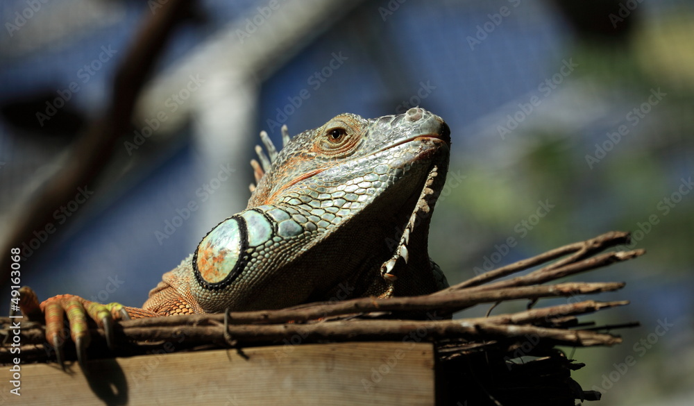 Fototapeta premium igane rouge perché