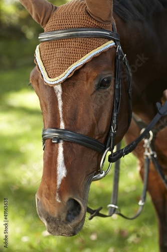 Closeup portrait of brown horse