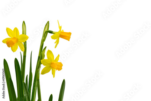 Fototapeta Naklejka Na Ścianę i Meble -  Żonkile