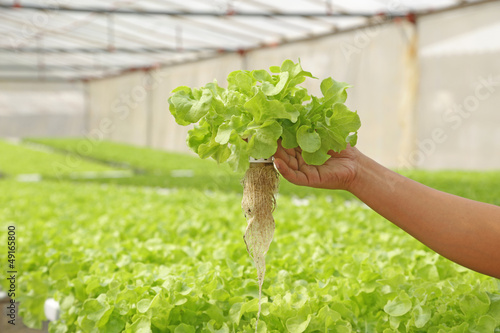Fresh hydroponic vegetable on hand  in a garden. photo