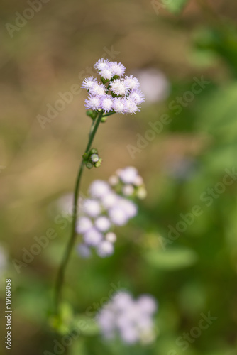 billygoat-weed flower