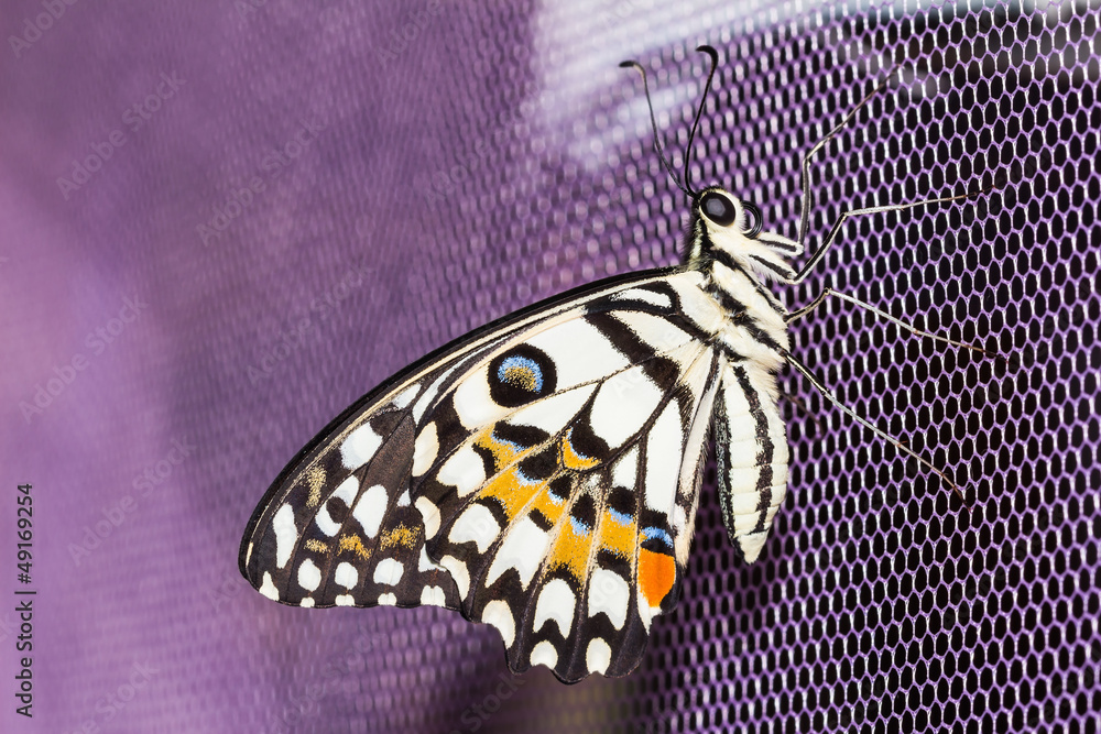 Fototapeta premium Lime butterfly (Papilio demoleus malayanus)