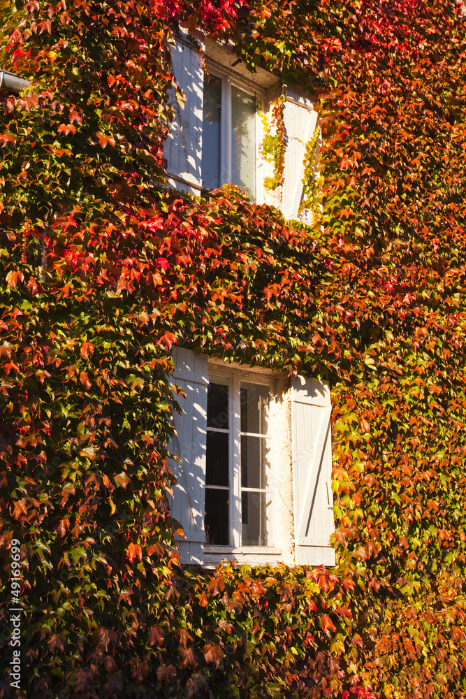 Autumn windows