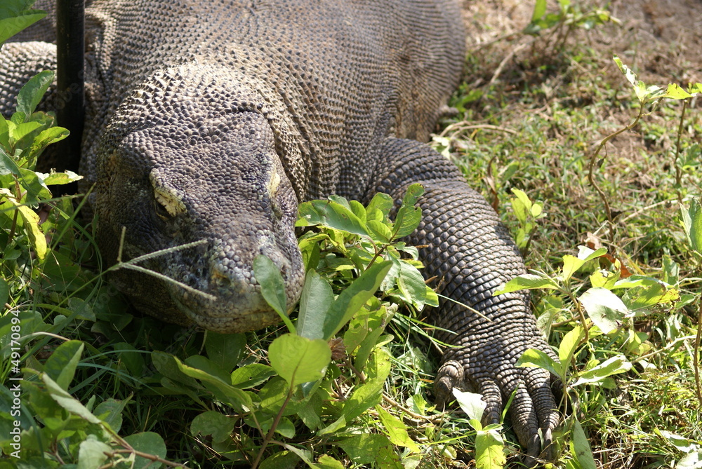 Obraz premium コモドドラゴン