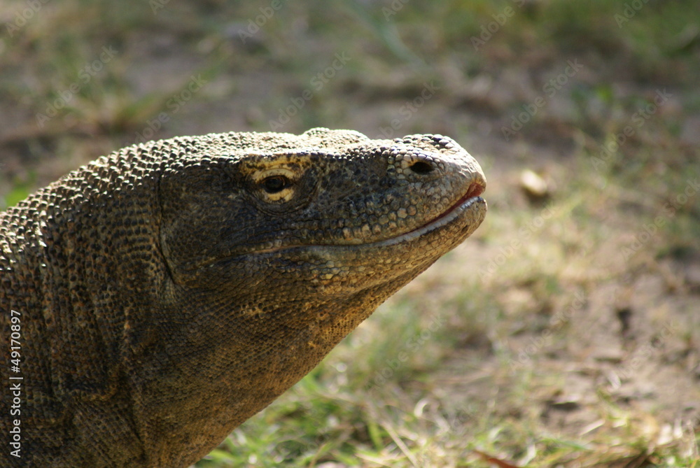 至福のコモドドラゴン 至福のコモドドラゴン