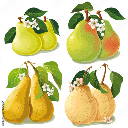 set of ripe pears