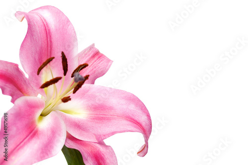 pink flower with white background