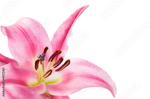 pink flower with white background_II