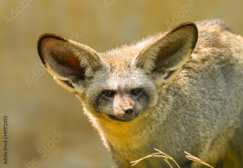The portrait of Bat-eared fox