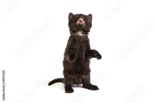 Cute black kitten on  a white background