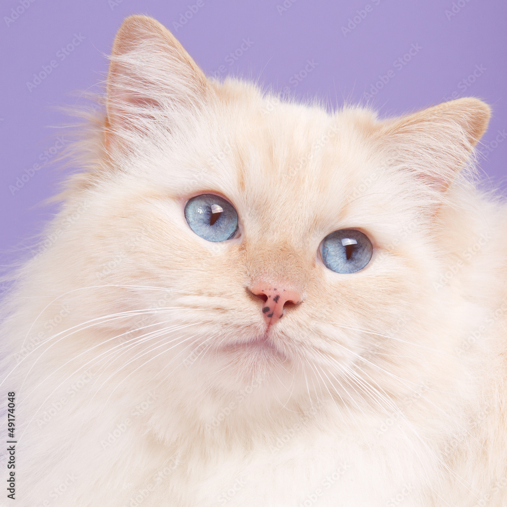 Portrait of a ragdoll cat