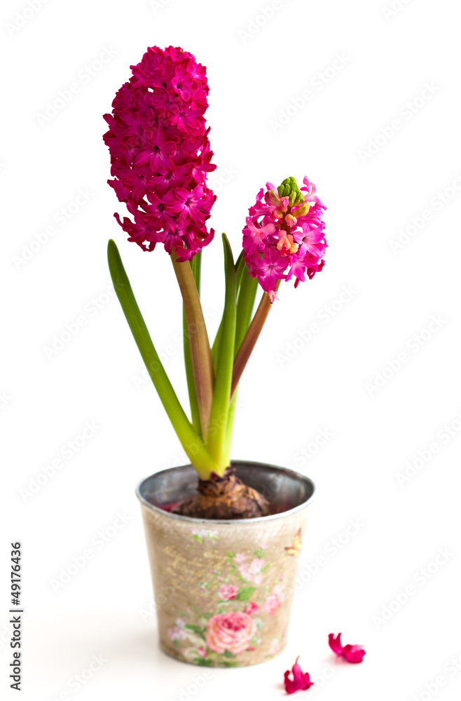 Hyacinths