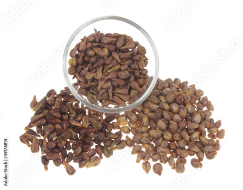Plakat w ramie grape seeds