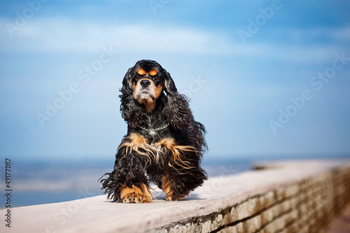 american cocker spaniel goes in the sky