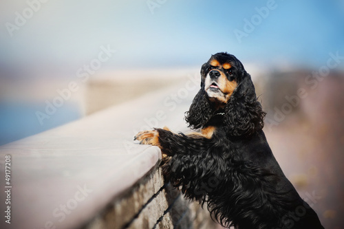 Fototapeta kuchenna american cocker spaniel posing