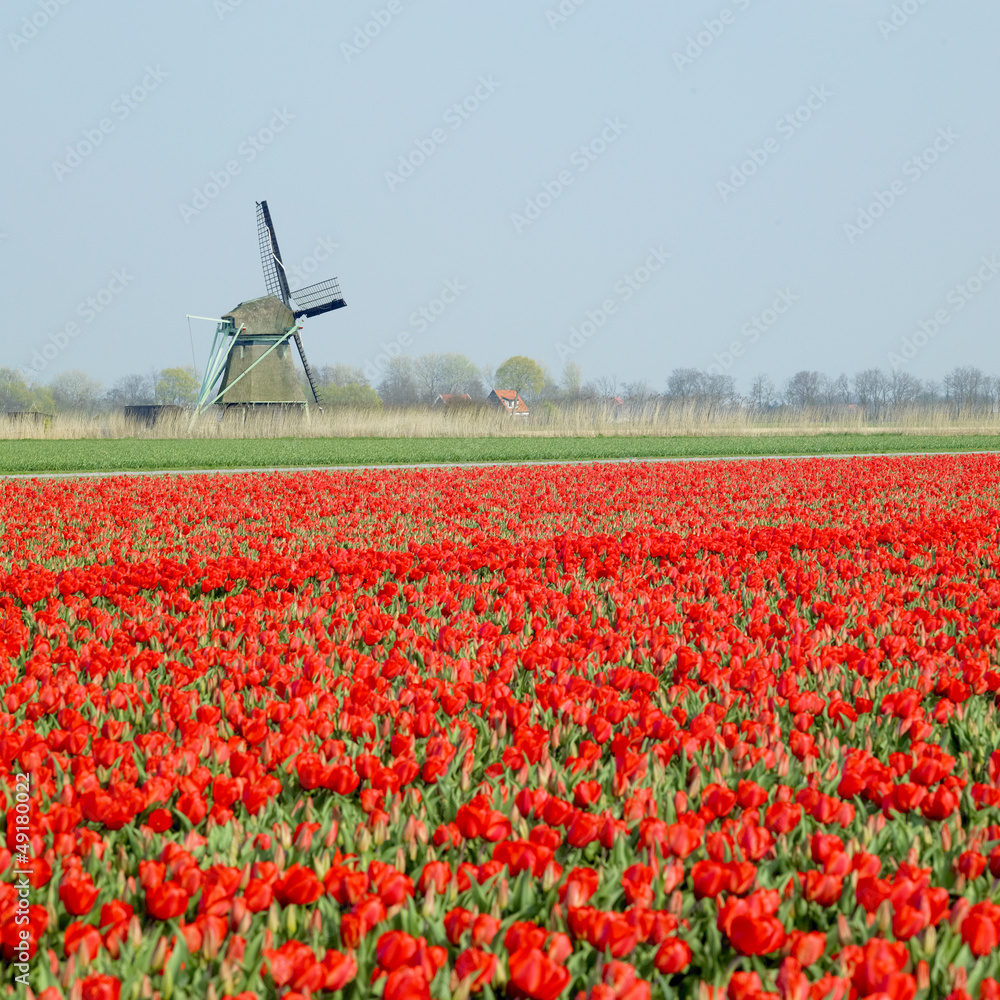 windmill with tulip field near Ooster Egalementsloot canal, Neth