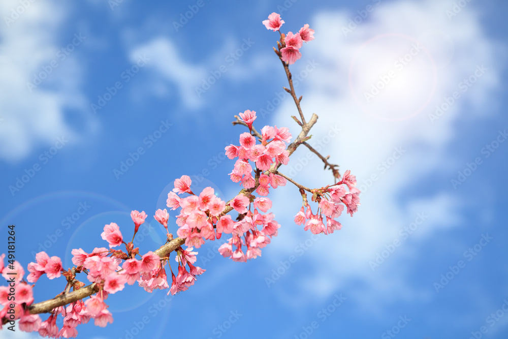 Prunus cerasoides flower in Chiangmai, Thailand Prunus cerasoides flower in Chiangmai, Thailand