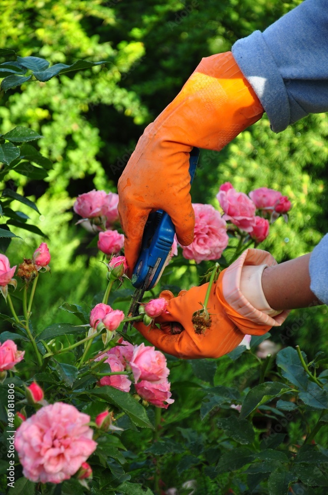 Fototapeta premium gardening