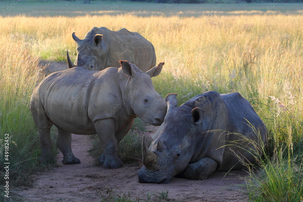 Fototapeta premium Rhino Family