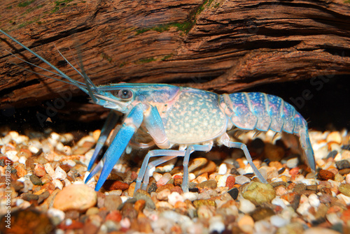 colorful Australian blue crayfish - cherax quadricarinatus in aq photo