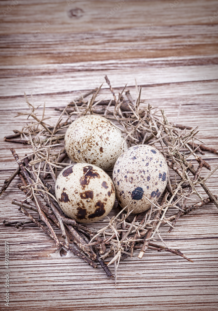 Obraz premium Quail eggs in nest