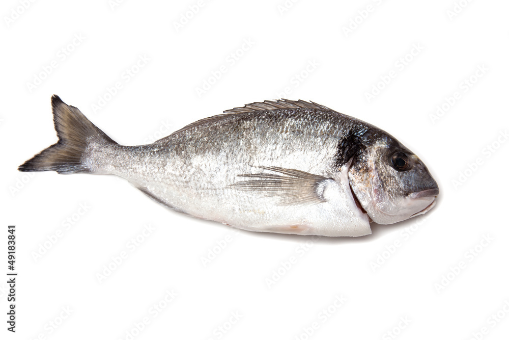 Fototapeta premium Sea Bream or Dorado fish isolated on a white studio background.