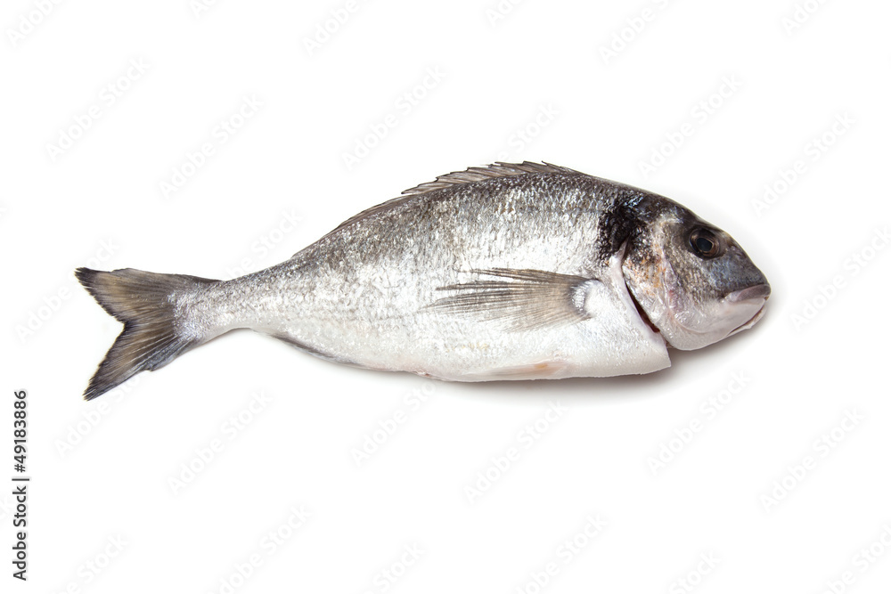 Fototapeta premium Sea Bream or Dorado fish isolated on a white studio background.