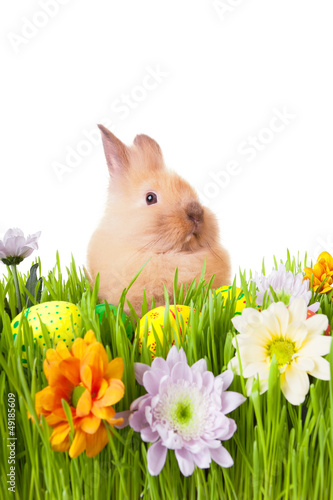 Brown baby rabbit in green grass with flowers and easter eggs