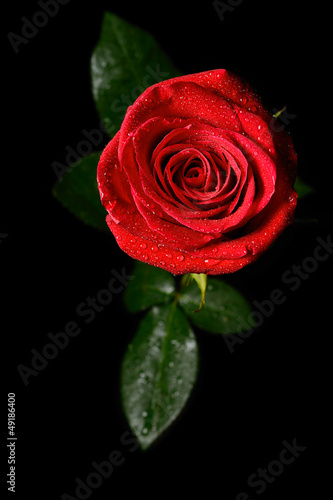 Red rose