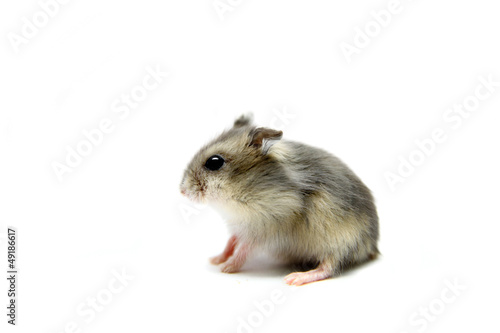 Bild auf Leinwand Djungarian Hamster (Phodopus sungorus) baby