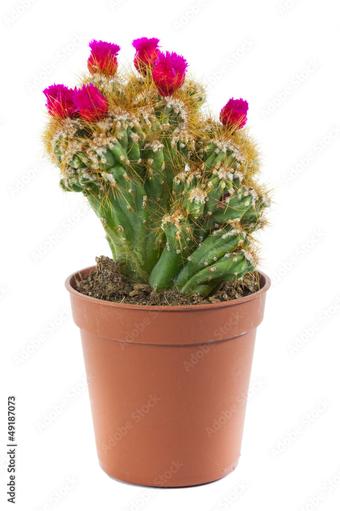 flowering cactus isolated on white background.