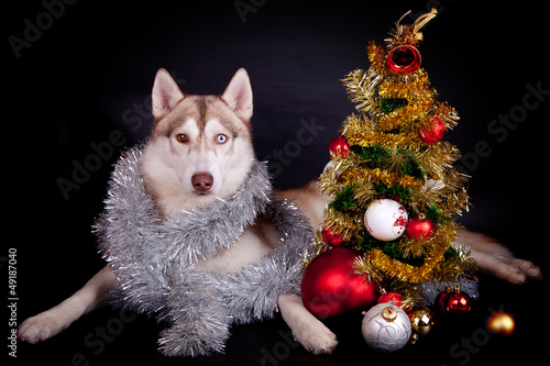 Siberian husky on the black background © Farinoza