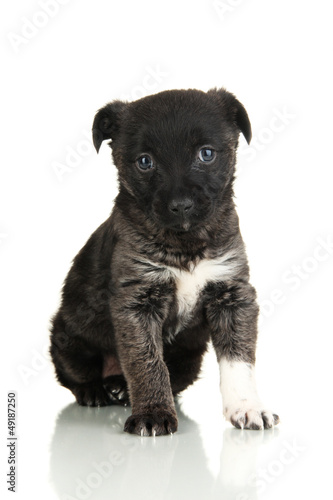 Cute puppy isolated on white