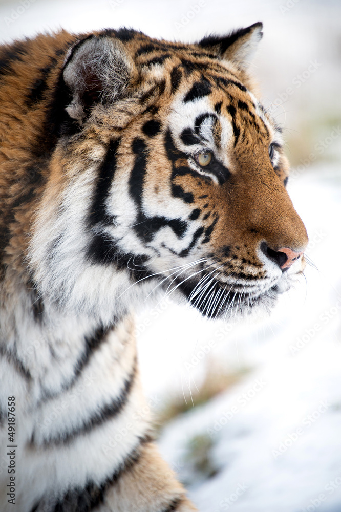 Obraz premium Siberian Tiger Close Up