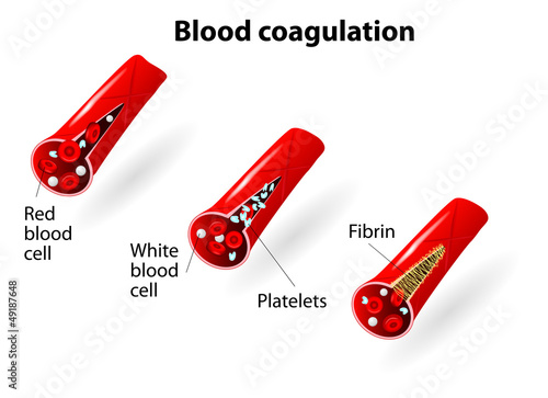 Blood coagulation photo