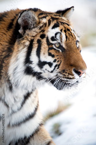 Fototapeta Naklejka Na Ścianę i Meble -  Siberian Tiger Close Up