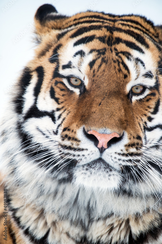 Fototapeta premium Siberian Tiger Close Up