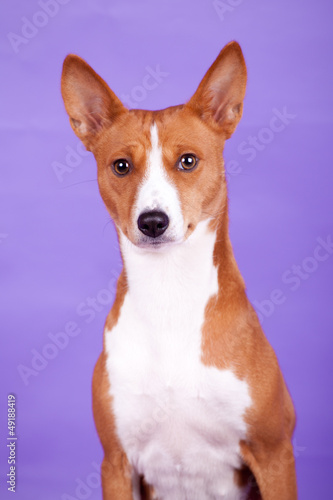 Basenji-dog on the lilac background