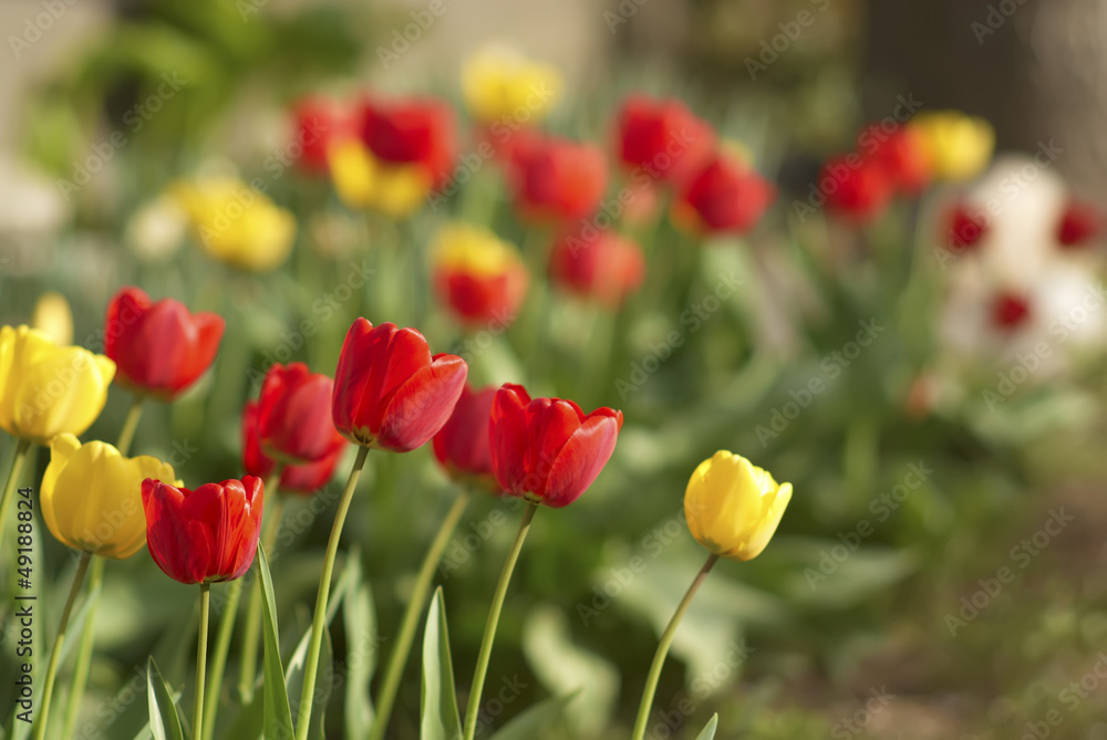 Fototapeta premium Tulips in garden
