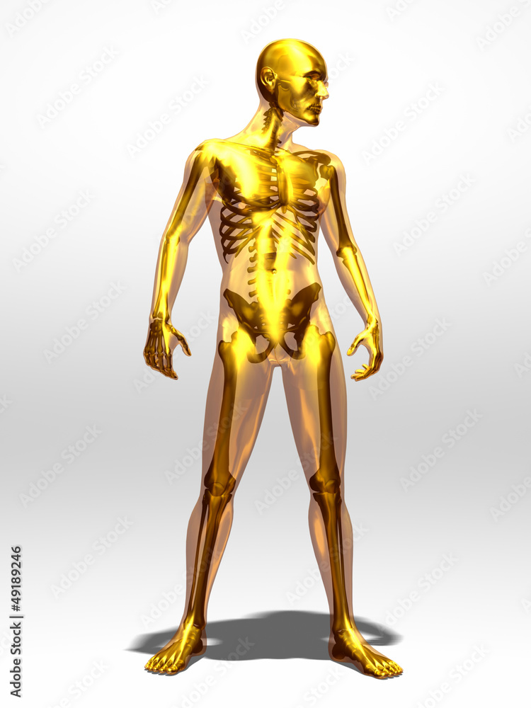 golden, transparent male body with skeleton golden, transparent male body with skeleton