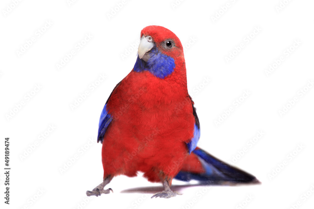 Naklejka premium Crimson Rosella (Platycercus elegans) on white background.