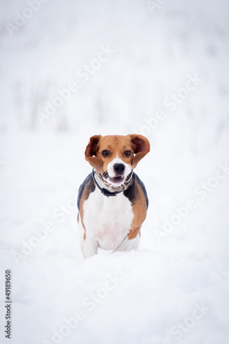 Beagle dog in winter