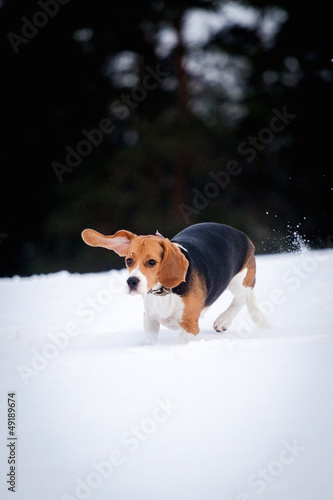 Beagle dog in winter © Farinoza