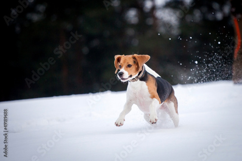 Fototapeta Naklejka Na Ścianę i Meble -  Beagle dog in winter