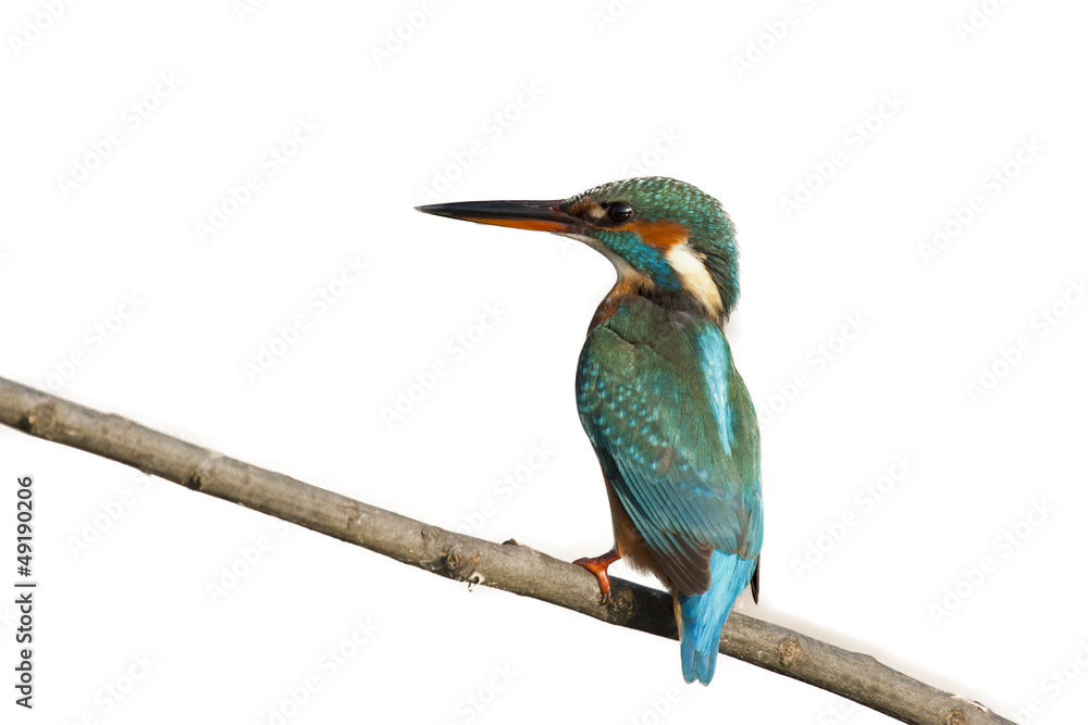 Fototapeta premium Female Kingfisher isolated on white Background