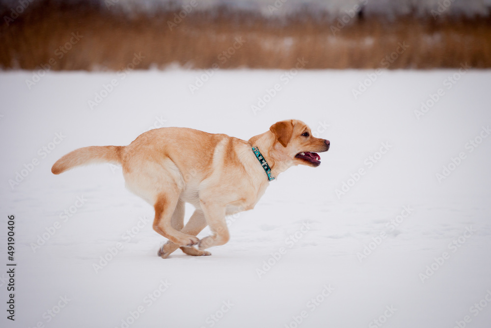 Yellow labrador retriever sitting on a snowy path in the winter Yellow labrador retriever sitting on a snowy path in the winter
