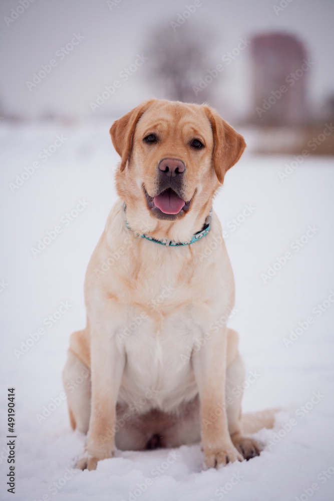 Yellow labrador retriever sitting on a snowy path in the winter Yellow labrador retriever sitting on a snowy path in the winter