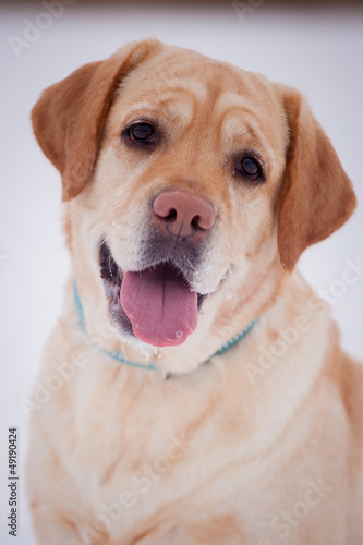 Yellow labrador retriever sitting on a snowy path in the winter