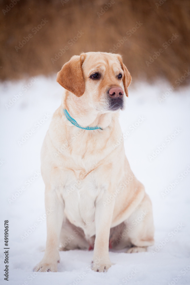 Yellow labrador retriever sitting on a snowy path in the winter
